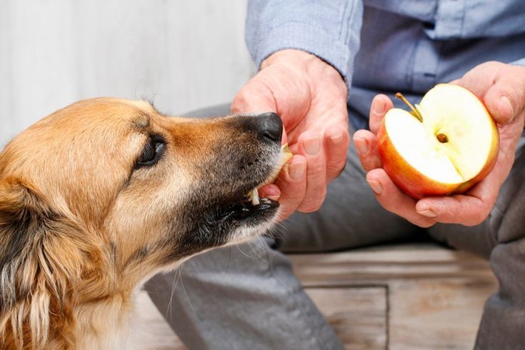 what are some fruits and vegetables that dogs can eat